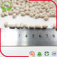 Chinese Medium White Kidney Beans 200-220PCS/100g